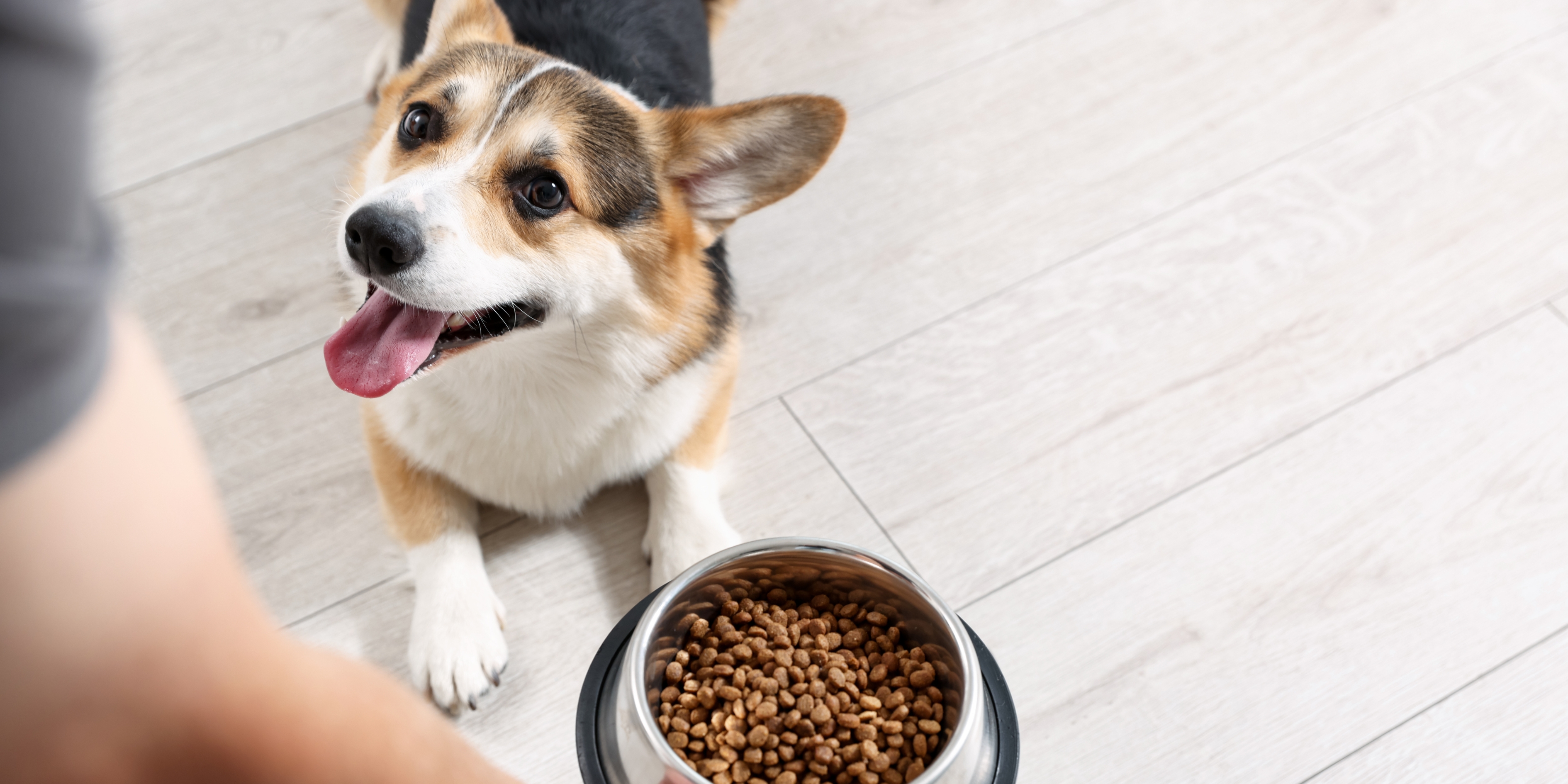 5 Pet Food trends that are changing the way we produce
